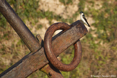 Tachycineta leucorrhoa