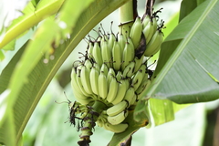 Musa