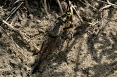 Proctacanthus milbertii