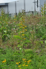 Inula racemosa