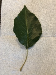 Pyrus