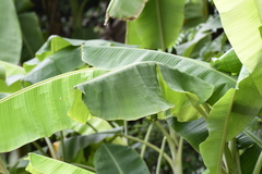 Musa