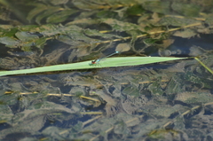 Erythromma najas