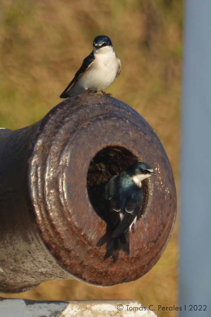 Golondrina Cejiblanca, Tachycineta leucorrhoa