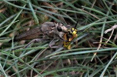 Proctacanthus milbertii