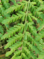 Dryopteris dilatata