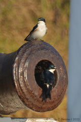 Tachycineta leucorrhoa