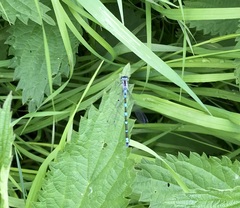 Coenagrion pulchellum