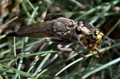 Proctacanthus milbertii