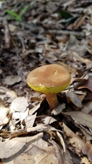 Xerocomus subtomentosus