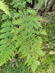 Dryopteris dilatata