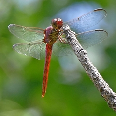 Orthemis discolor
