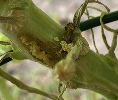 Eichlinia cucurbitae