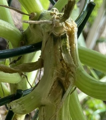 Eichlinia cucurbitae