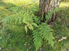 Dryopteris dilatata