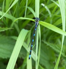 Coenagrion pulchellum