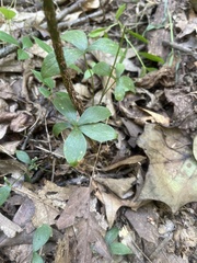 Isotria verticillata