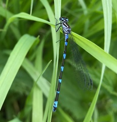 Coenagrion pulchellum
