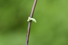 Sphingidae