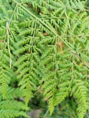 Dryopteris dilatata