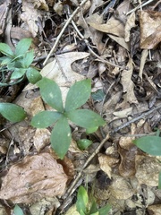 Isotria verticillata