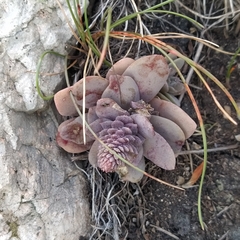 Orostachys malacophylla