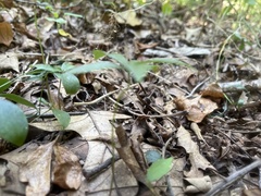 Isotria verticillata