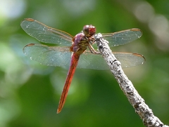 Orthemis discolor
