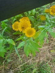 Pulicaria dysenterica