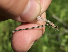 Coenagrion johanssoni