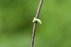 Sphingidae