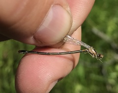 Coenagrion johanssoni