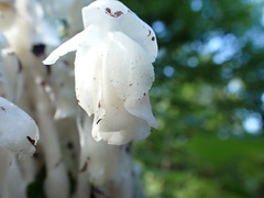 Monotropa uniflora