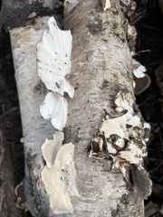 Trametes suaveolens