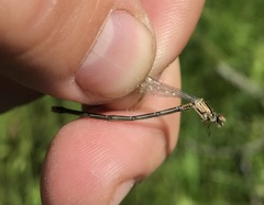 Coenagrion johanssoni