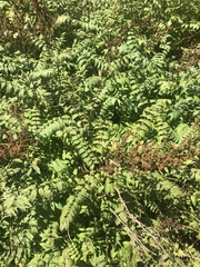 Sorbaria sorbifolia