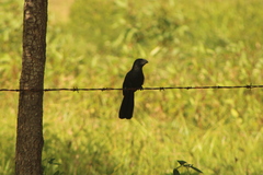 Crotophaga sulcirostris