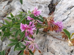 Trifolium lupinaster