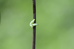 Sphingidae