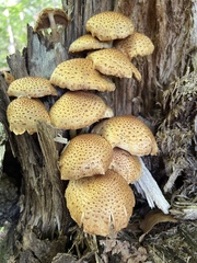 Pholiota squarrosoides