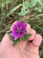 Malva sylvestris mauritiana