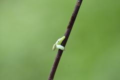 Sphingidae