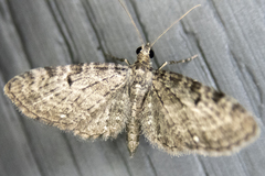Eupithecia miserulata