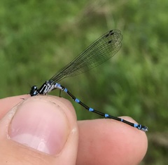 Coenagrion pulchellum