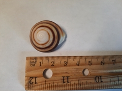 Caracolus
