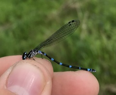 Coenagrion pulchellum