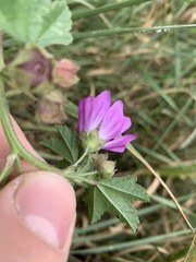 Malva sylvestris mauritiana