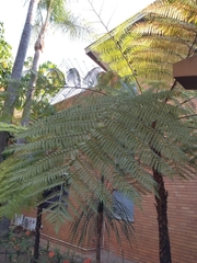Cyatheaceae