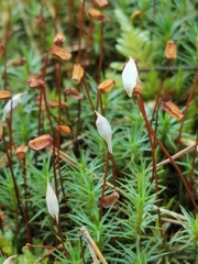 Polytrichum juniperinum