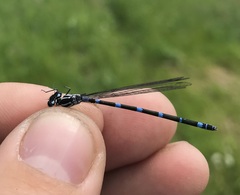 Coenagrion pulchellum